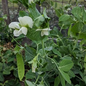 Snap Peas in Bloom + with Snaps
